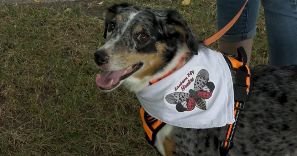 How-sniffing-dogs-are-helping-get-rid-of-spotted-lanternflies.jpg
