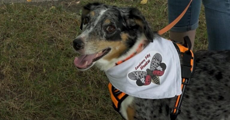 How-sniffing-dogs-are-helping-get-rid-of-spotted-lanternflies.jpg