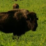 Inside-restored-grasslands-with-a-bison-herd-2-hours-west.jpg
