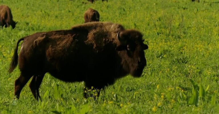 Inside-restored-grasslands-with-a-bison-herd-2-hours-west.jpg