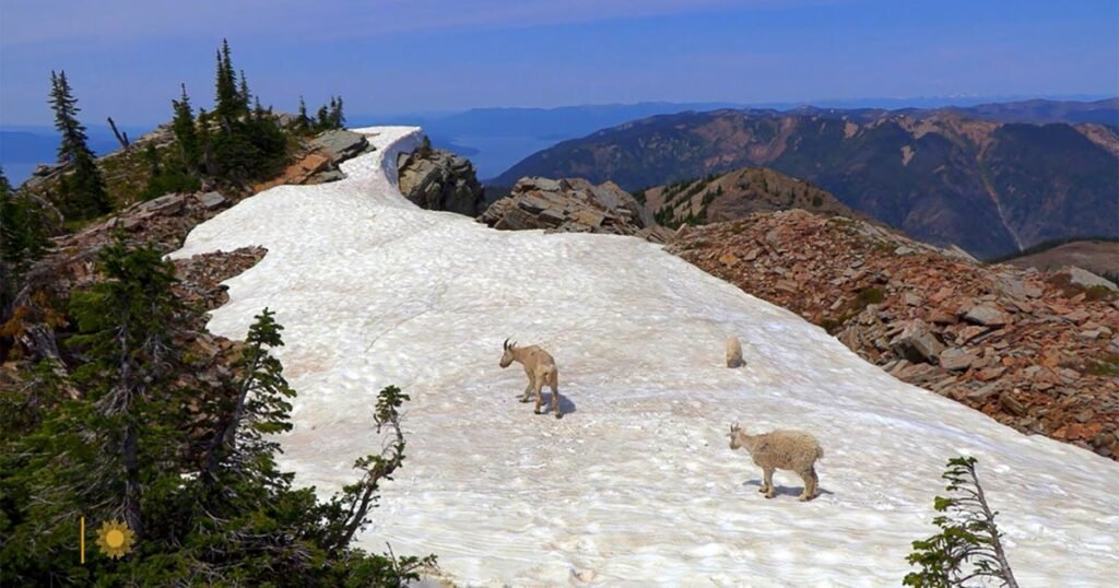 Nature-Mountain-goats-in-Idaho.jpg