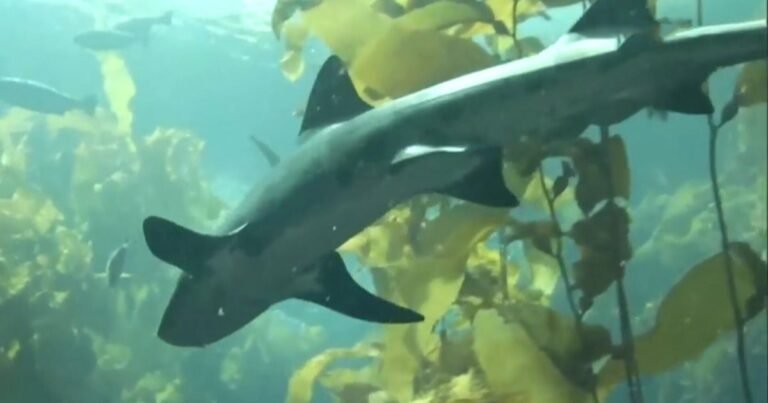 Scientists-are-trying-to-change-peoples-minds-about-sharks.jpg