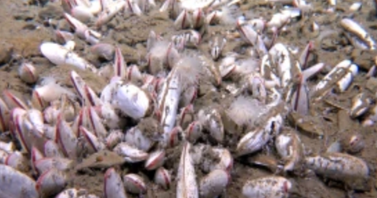 Underwater-voyage-finds-sea-creatures-thriving-in-the-deepest-parts.png