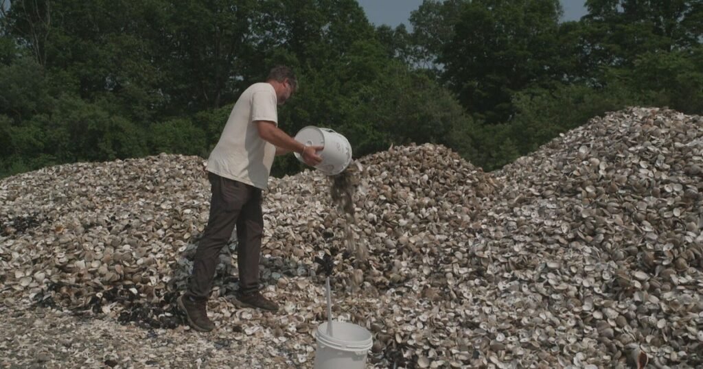 Used-oyster-shells-dumped-into-water-off-Connecticut-to-help.jpg