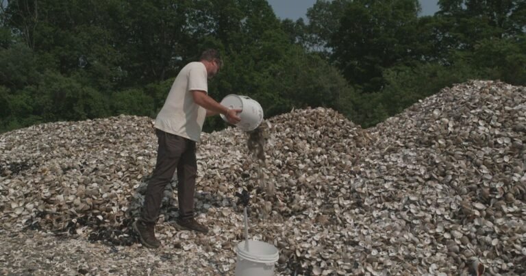 Used-oyster-shells-dumped-into-water-off-Connecticut-to-help.jpg