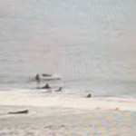 Video-shows-airborne-shark-hitting-surfers-face-in-Florida-Like.png