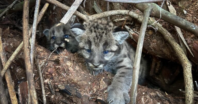 3-month-old-endangered-panther-kittens-killed-by-vehicle-in-Florida.jpg