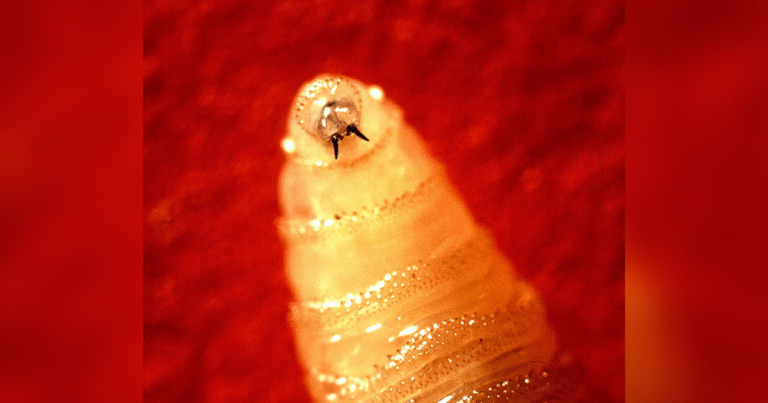 A-Maryland-resident-is-diagnosed-with-screwworm-Heres-what-to.png