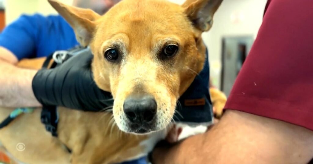 An-anti-aging-pill-for-dogs.jpg