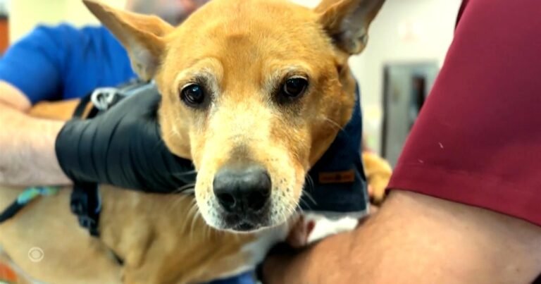An-anti-aging-pill-for-dogs.jpg
