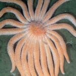 Billions-of-starfish-have-died-in-a-decade-long-epidemic-Scientists.jpg