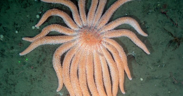 Billions-of-starfish-have-died-in-a-decade-long-epidemic-Scientists.jpg