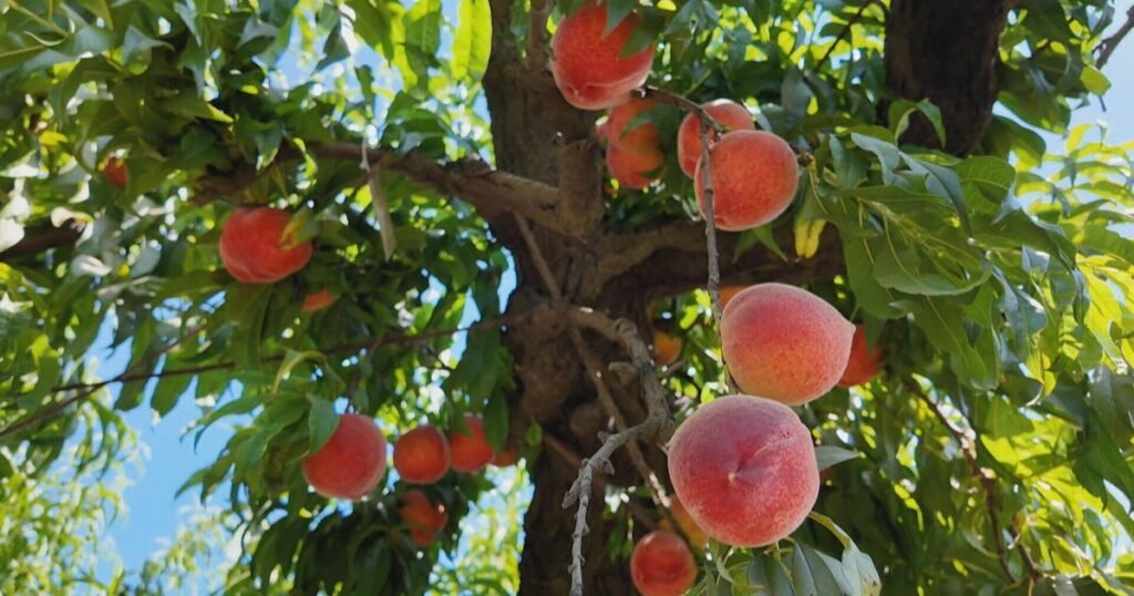 California-peach-harvests-are-down-after-warmer-winter-disrupted-trees.jpg