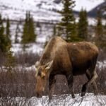 Driver-killed-passenger-hurt-after-crashing-into-moose-near-Denali.jpg