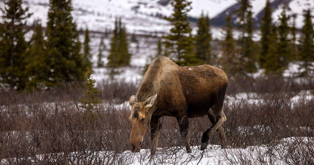 Driver-killed-passenger-hurt-after-crashing-into-moose-near-Denali.jpg