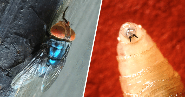 First-human-screwworm-case-linked-to-travel-confirmed-in-US.png