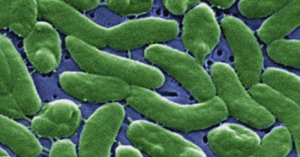 Flesh-eating-bacteria-risk-increasing-as-ocean-temperatures-rise.jpg