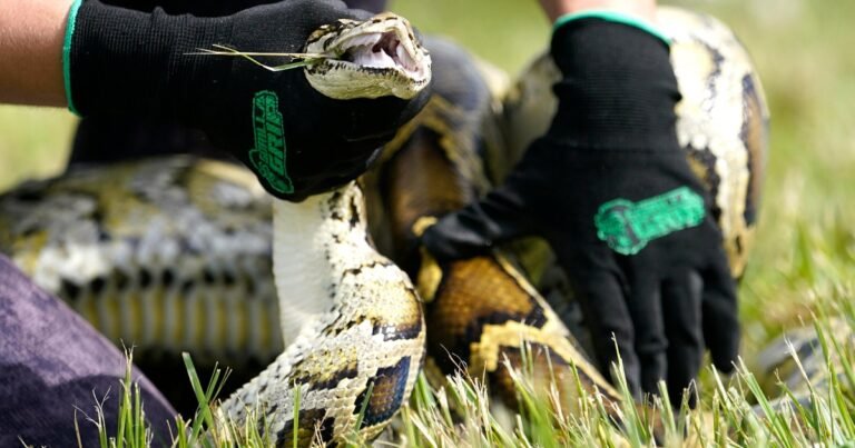 Florida-deploys-robot-rabbits-to-control-invasive-Burmese-python-population.jpg