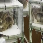 Florida-using-robotic-rabbits-to-help-capture-invasive-Burmese-pythons.jpg
