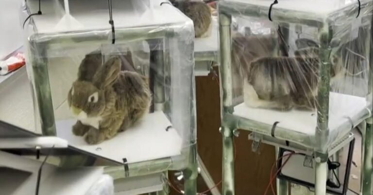 Florida-using-robotic-rabbits-to-help-capture-invasive-Burmese-pythons.jpg