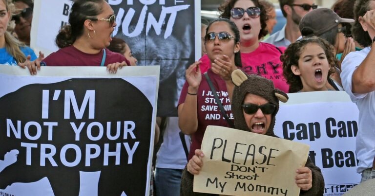 Floridas-first-black-bear-hunt-in-a-decade-approved-despite.jpg
