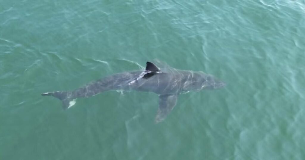 Great-white-sharks-are-spending-more-time-in-northern-waters.jpg