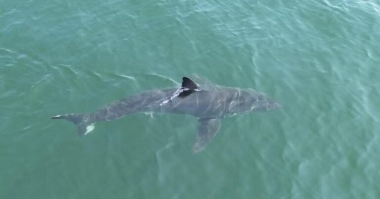 Great-white-sharks-are-spending-more-time-in-northern-waters.jpg