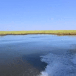 Louisiana-scraps-coastal-erosion-project-designed-to-rebuild-the-states.png