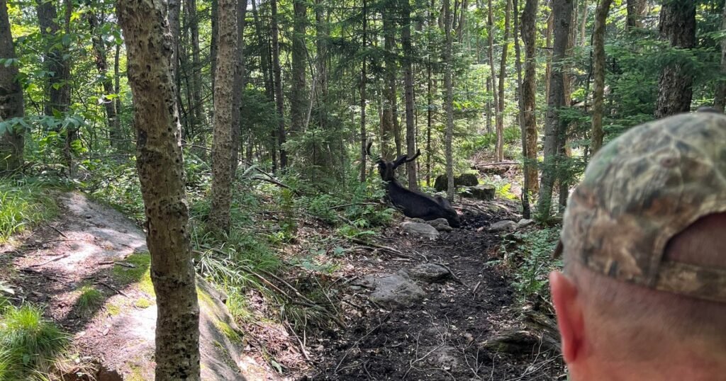 Moose-that-forced-closure-of-New-York-hiking-trail-is.jpg