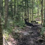 Moose-that-forced-closure-of-New-York-hiking-trail-is.jpg