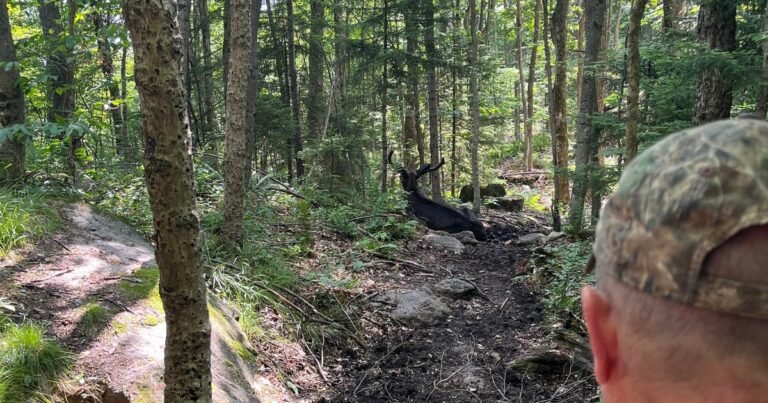 Moose-that-forced-closure-of-New-York-hiking-trail-is.jpg