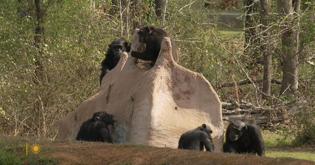 Nature-Chimpanzees-in-Louisiana-CBS-News.jpg