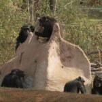 Nature-Chimpanzees-in-Louisiana-CBS-News.jpg