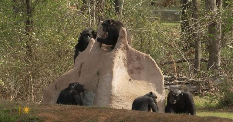 Nature-Chimpanzees-in-Louisiana-CBS-News.jpg