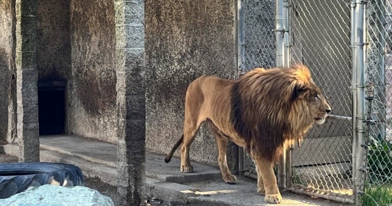Oregon-safari-park-owner-indicted-on-more-than-300-animal.jpg