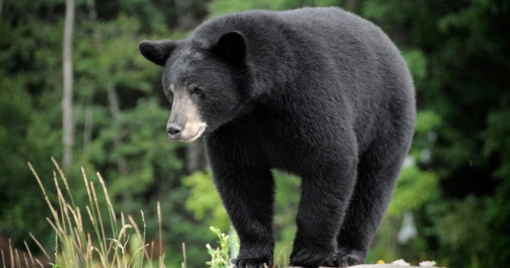 Visitors-warned-not-to-feed-bears-at-national-parks-amid.jpg